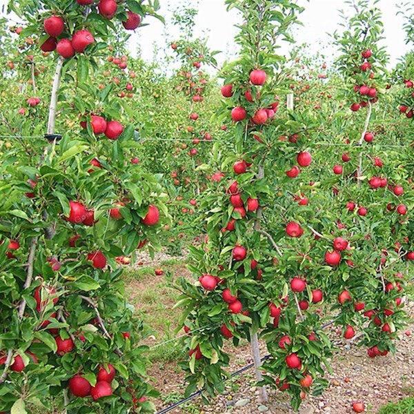Cây giống táo đỏ nhật bản cây đẹp chuẩn giống