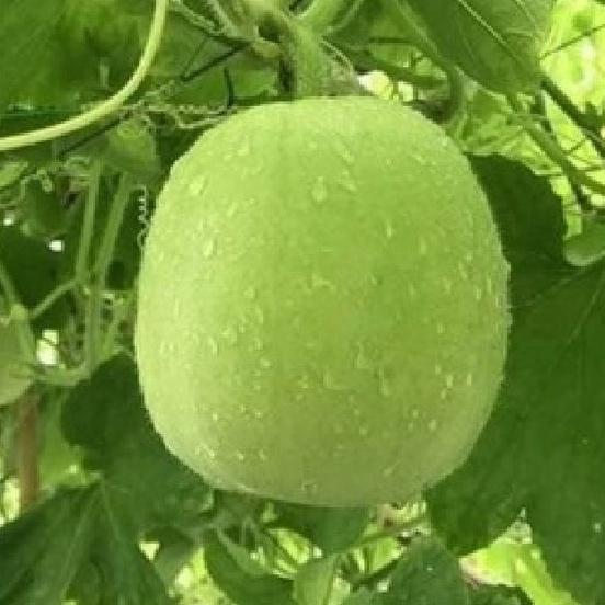 Combo 2 Gói Hạt giống bầu quả tròn Thái lan-gói 10 hạt/tặng kèm gói phân bón lót