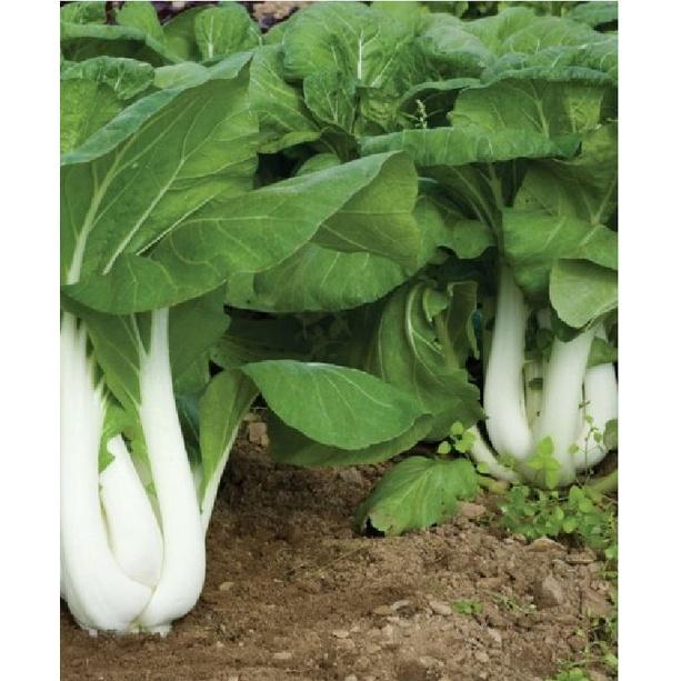 Hạt giống rau cải bẹ trắng - Gói 1kg
