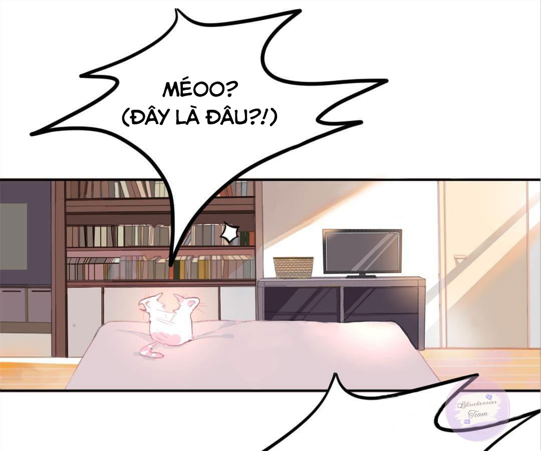 social cat chapter 1 19