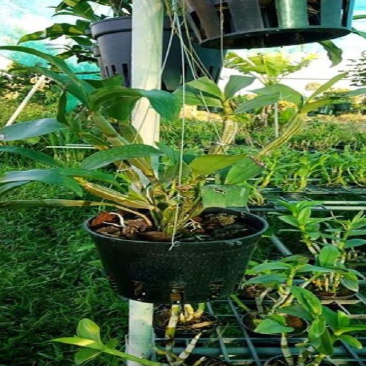 Sản Phẩm Hoa lan sơn thủy tiên
