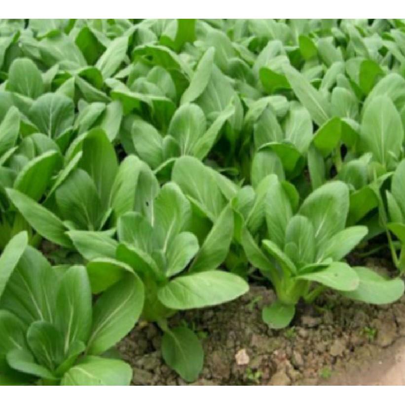 Combo 3 gói hạt giống rai cải chíp xanh F1