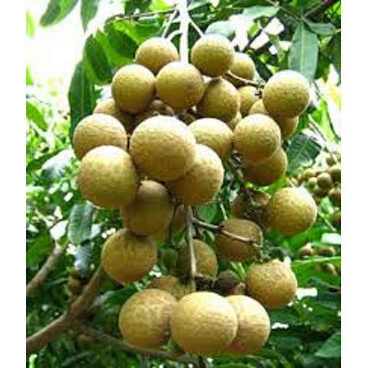 Cây giống Thanh nhãn siêu trái
