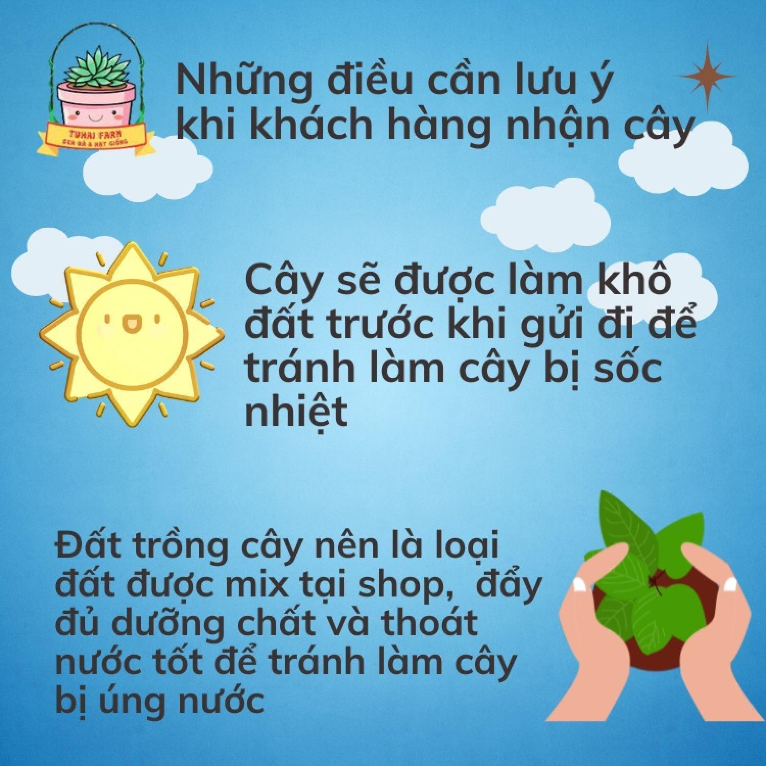 Sen đá mini được chọn cây, Thuần mọi khí hậu, lớn nhanh sống khỏe