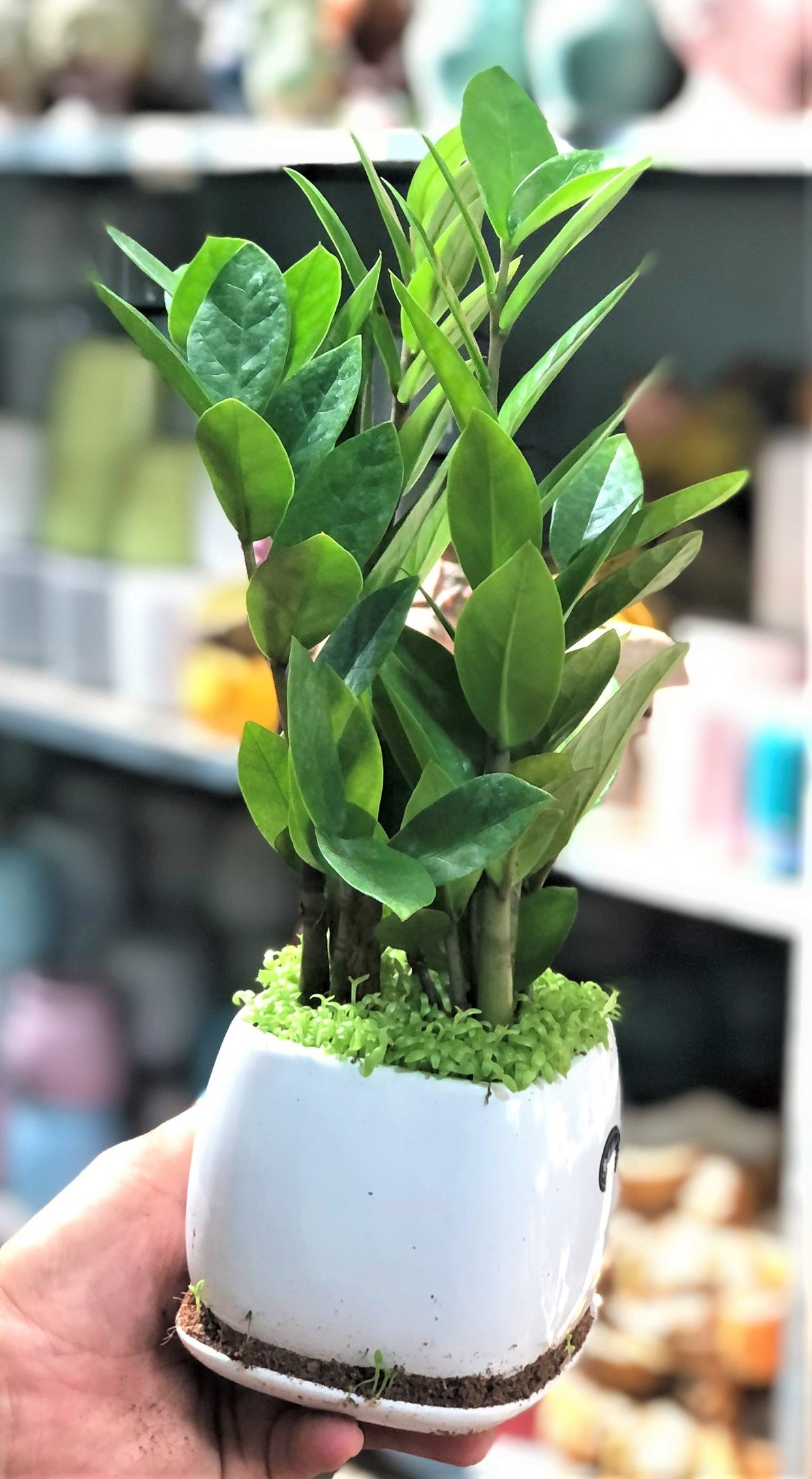 Chậu sứ cây Kim Tiền trang trí văn phòng