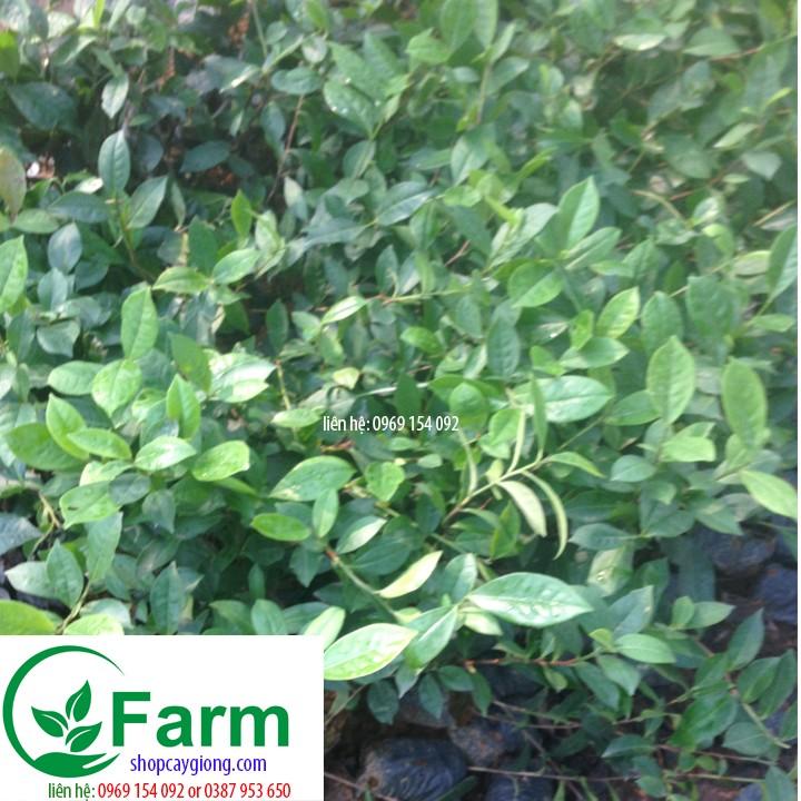 Cây trà xanh cây đẹp chuẩn giống