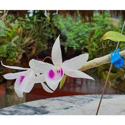 LAN PHI ĐIỆP 5 CÁNH TRẮNG YÊN BÀI