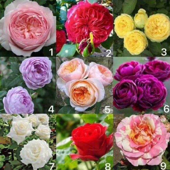 Combo 05 Cây Giống Hoa Hồng Gốc Rễ Trần