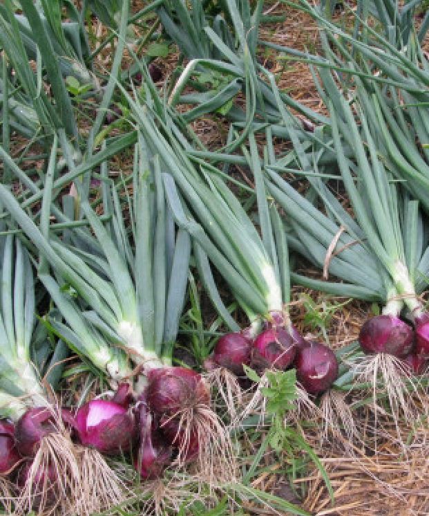 Combo 2 gói Hạt giống hành gốc tím F1 -gói 2gram/tặng kèm gói phân bón lót