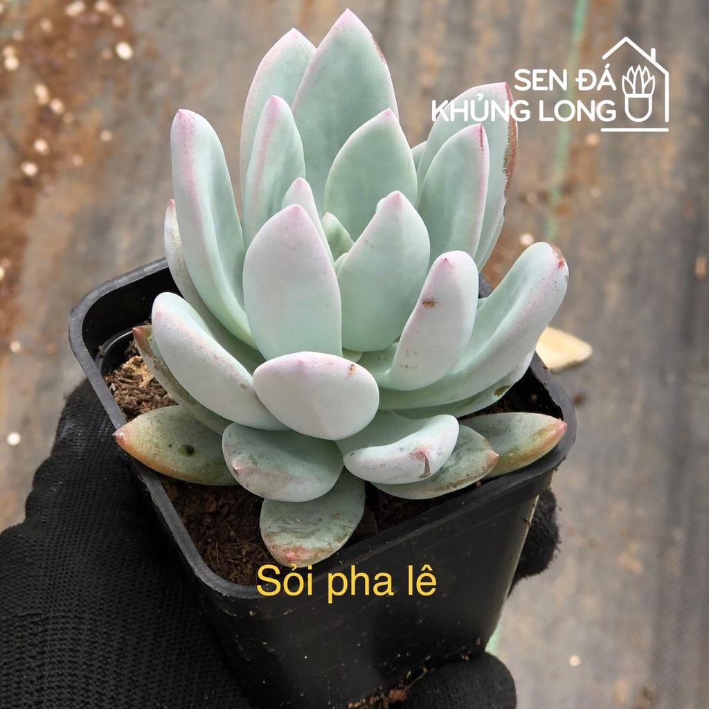 Sen đá Sỏi Pha Lê - pachyveria powder puff