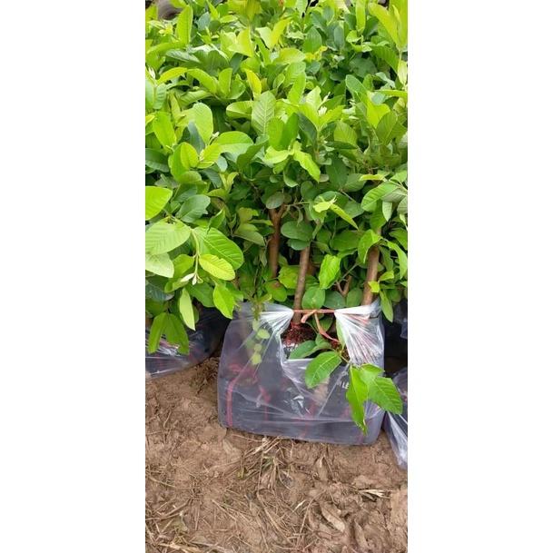 Cây giống ổi nữ hoàng cho trái siêu sớm