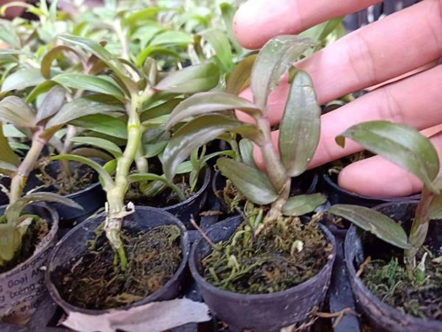 Combo 2 cây phi điệp trường sơn cực đẹp