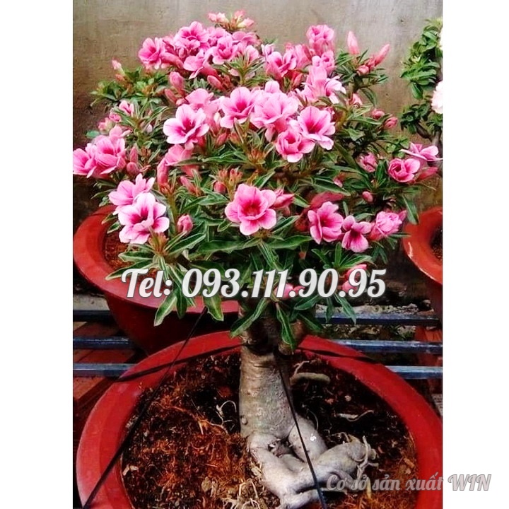 Hạt giống hoa sứ kép Thái Lan mix 2 màu - Bịch 10 hạt – Mã số 1596