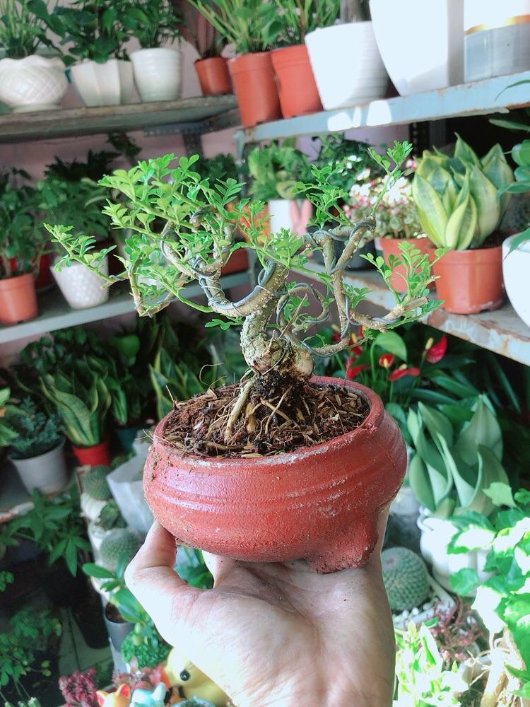 Chậu Cây Cần Thăng Bonsai