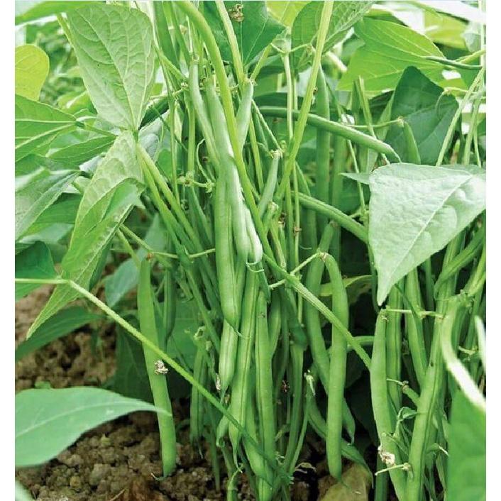 Hạt giống đậu cove lùn xanh - 1 gói 50gr