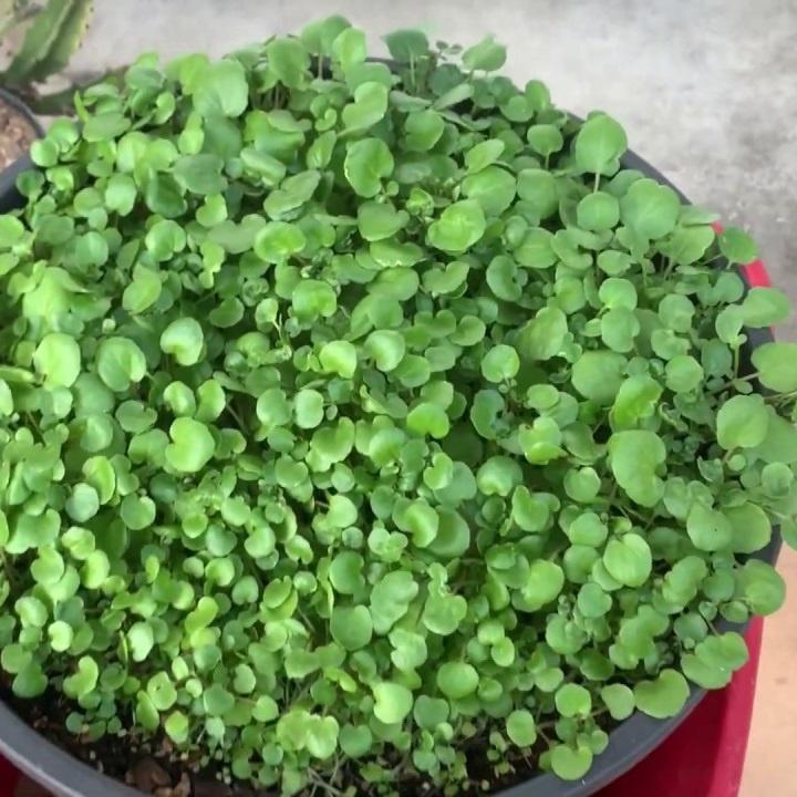 Hạt giống xà lách xoong Mỹ - Chịu nhiệt dễ trồng