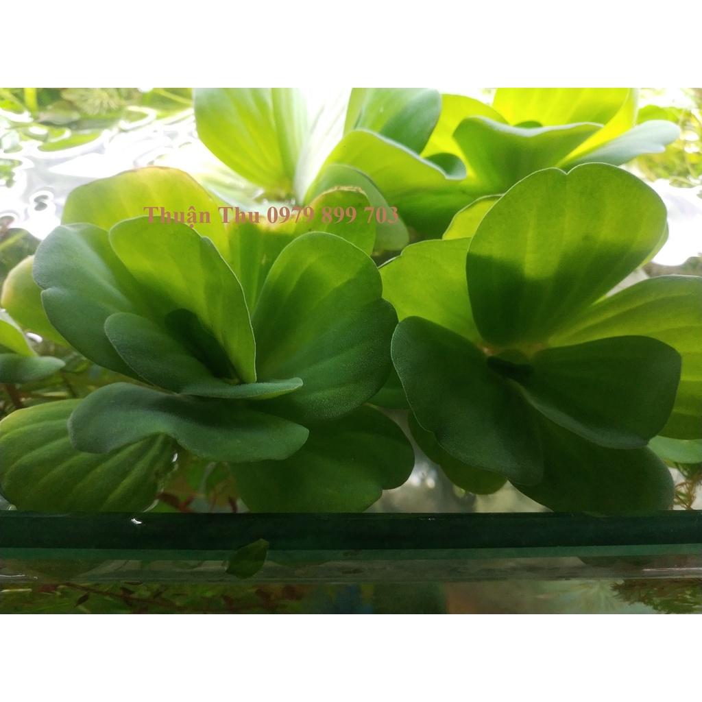 Bèo tai tượng - Bèo cái - Bèo thủy sinh