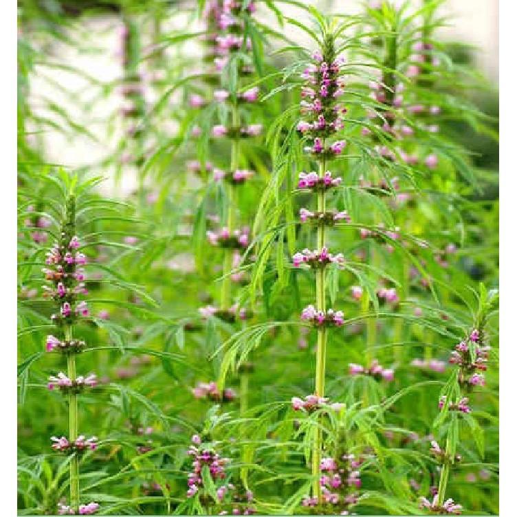 Hạt giống cây Ích mẫu -  50 hạt/gói