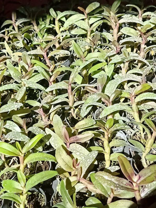 Combo 3 cây hoa phong lan giả hạc lộc bắc cây cực đẹp
