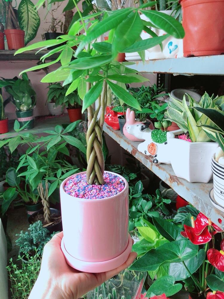 Chậu Cây Kim Ngân Thắt Bính