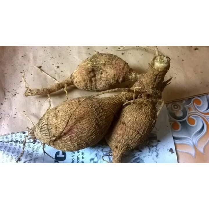 Combo 5 CỦ THƯỢC DƯỢC MÀU TRẮNG