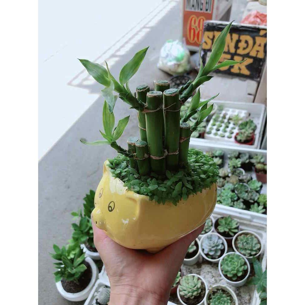 Chậu trúc phát tài Bán Chạy
