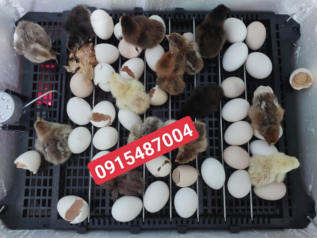 Máy ấp trứng tự động 108 trứng - Tặng kèm pin soi trứng