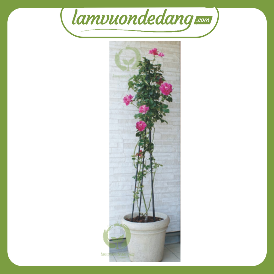 KHUNG ĐỠ CÂY HOA HÌNH KIM TỰ THÁP - giá đỡ cho cây trồng, hoa hồng leo