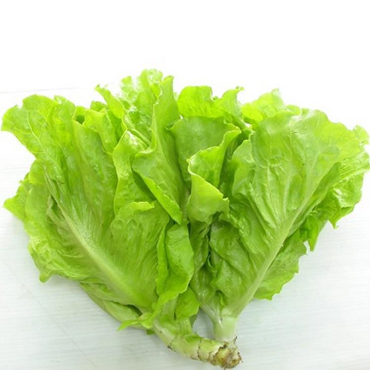 Hạt giống Xà Lách Mỡ dễ trồng, năng suất cao