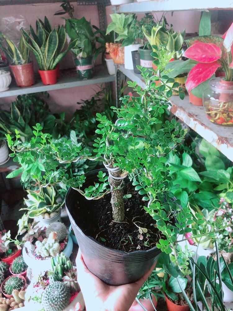 Cây Cần Thăng Bonsai