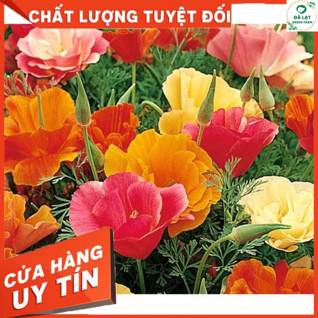 Hạt giống hoa poppy