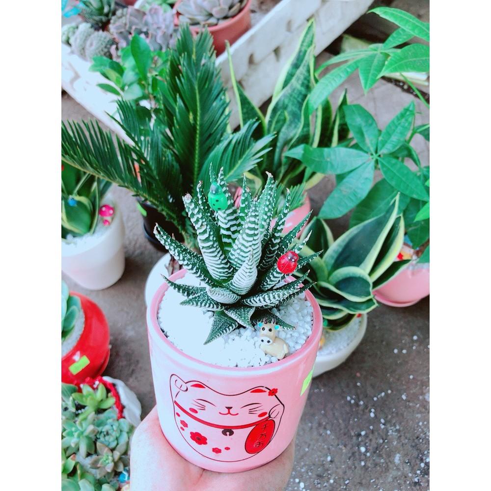 Chậu móng rồng tiểu cảnh