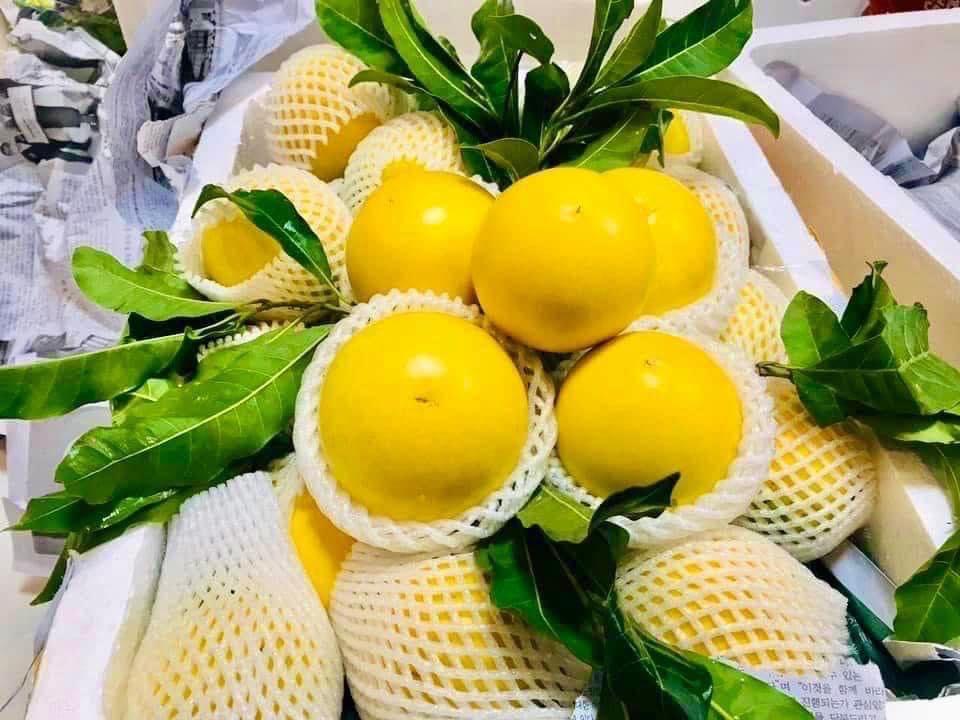 CÂY GIỐNG VÚ SỮA HOÀNG KIM trưởng thành bầu to khổng lồ .