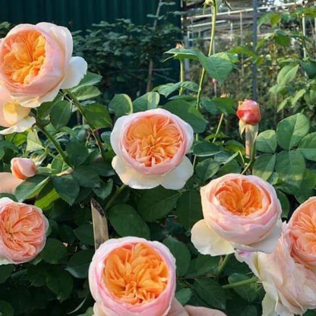 Cây giống Hoa hồng Ngoại.