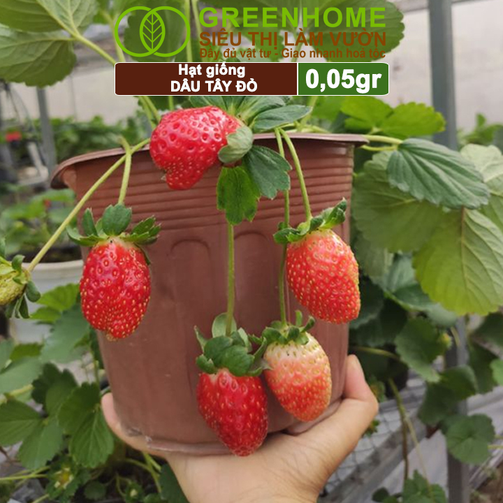Hạt Giống Dâu Tây Đỏ Greenhome, Gói 0,05gr, Chịu Nhiệt, Quả To, Dễ Trồng, Năng Suất Cao T17