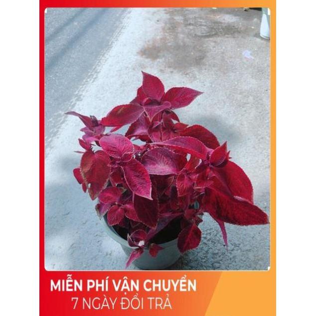 Cây Lá Gấm Đỏ