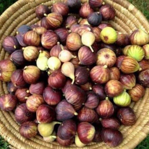 Cây sung Mỹ tặng 2 cây chè xanh