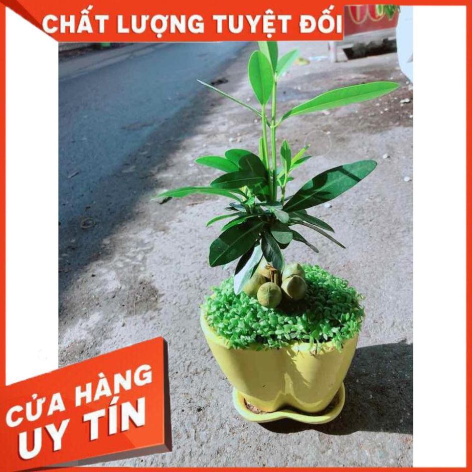 Chậu Cây May Mắn Trái Tim Vàng Nhiều Người Mua