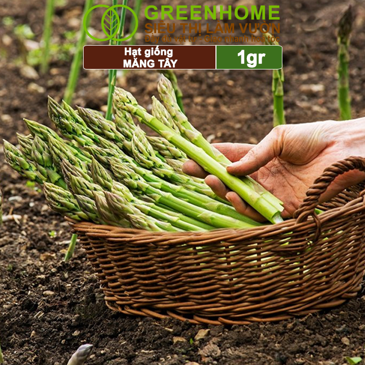 Hạt Giống Măng Tây Xanh Greenhome, Gói 0.5g, Dễ Trồng Quanh Năm, Nảy Mầm Cao, Thu Hoạch Nhanh, Năng Suất Cao T19