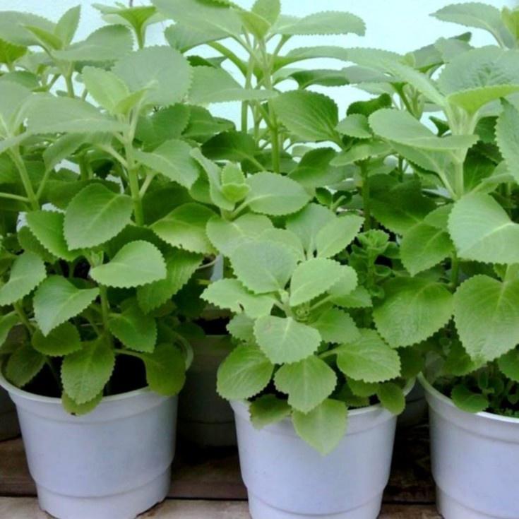 1kg lá húng chanh tươi sạch - cây nhà trồng