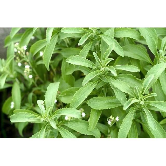 189A GÓI 50 Hạt Giống Cỏ Ngọt Stevia NẢY MẦM CỰC TỐT