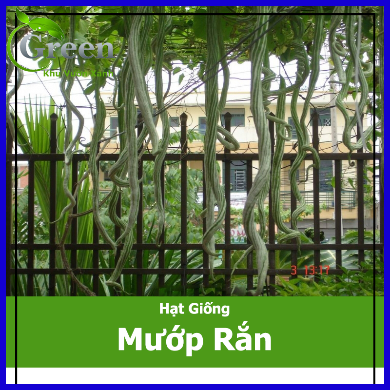 Hạt Giống Mướp Rắn Trái Dài (Mướp Nhật Dài)