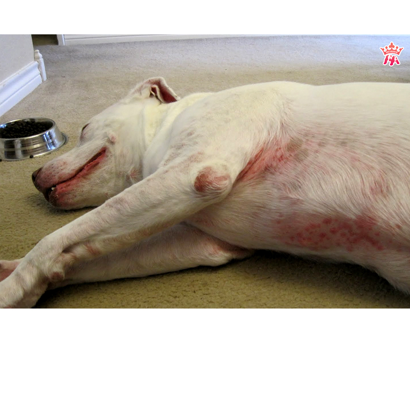 Chai xịt BIO- CLEAR SPRAY viêm da, nấm da, phục hồi da tổn thương cho chó mèo-79209
