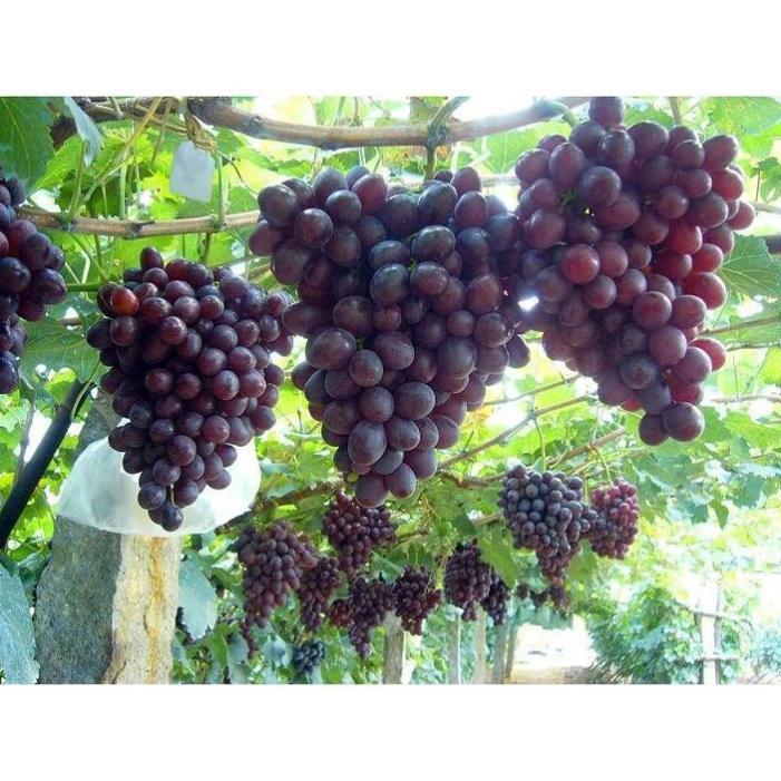 Cây nho giống các loại dễ trồng nhất tại khí hậu Việt Nam. Nho Xanh, Nho Đỏ, Nho Ngón Tay Đỏ, Nho Hạ Đen, Nho Mẫu Đơn