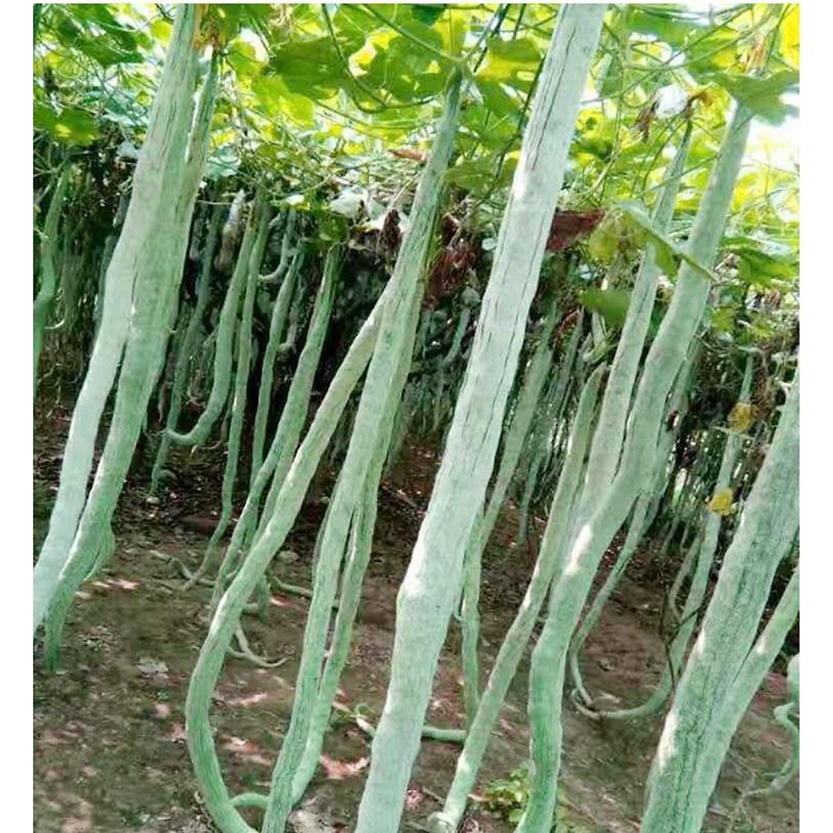 Hạt Giống Mướp Rắn Trái Dài