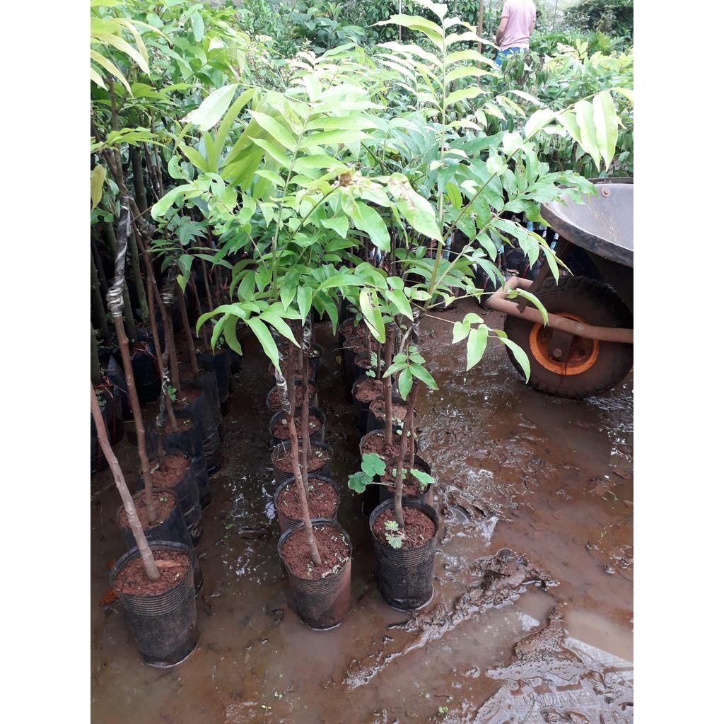 Cây GIỐNG SẤU
