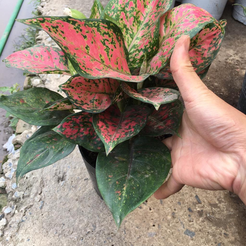 Cây Vạn Lộc Phong Thuỷ Để Bàn Làm Việc,Trang Trí Văn Phòng,Cảnh Quan