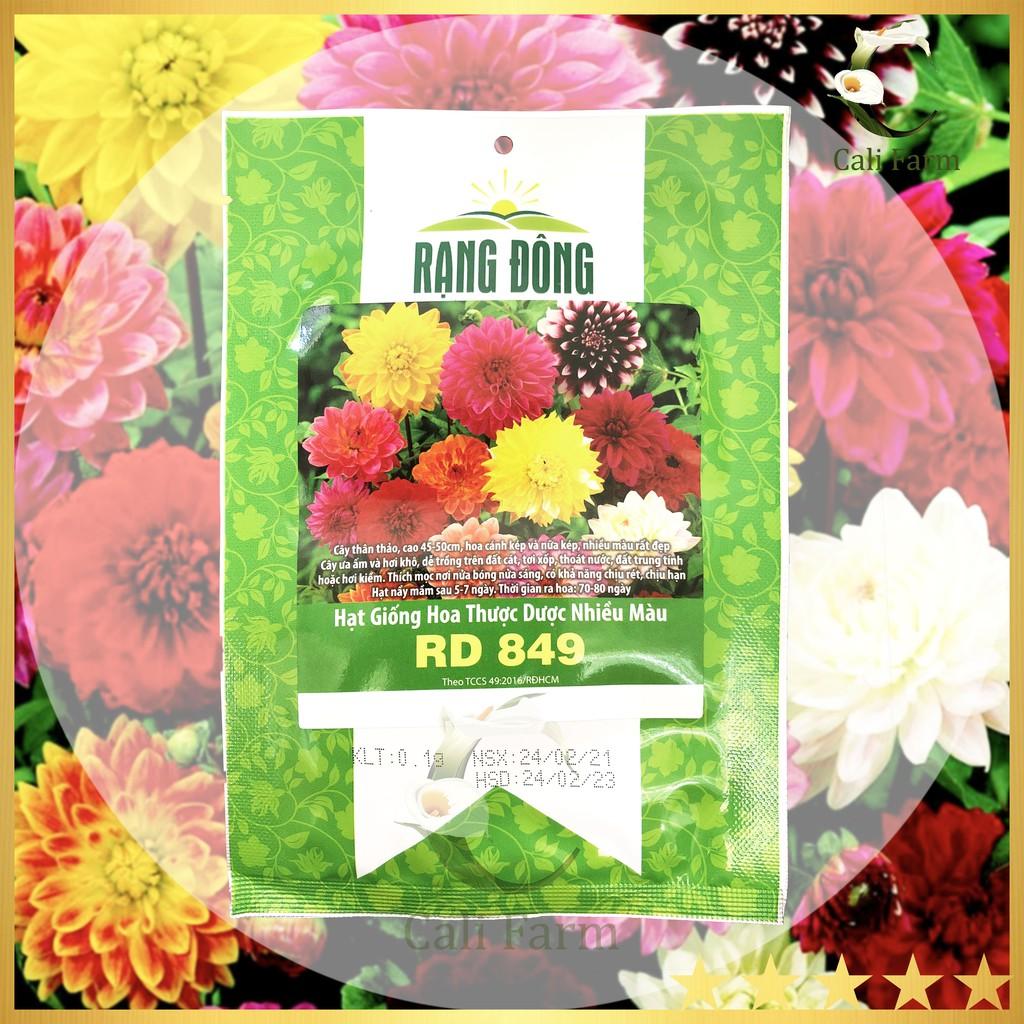Hạt Giống Hoa Cúc Thược Dược Nhiều Màu Rado 849 - NON GMO- Hạt giống Rạng Đông, Chất lượng vượt trội !
