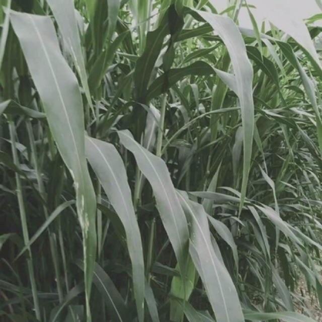 Hạt giống cỏ ngọt chăn nuôi 0,5kg