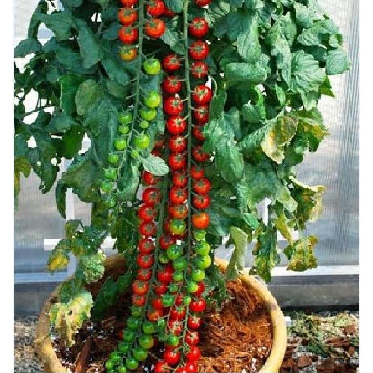 Hạt giống cà chua bi dây quả đỏ - 30 hạt/gói
